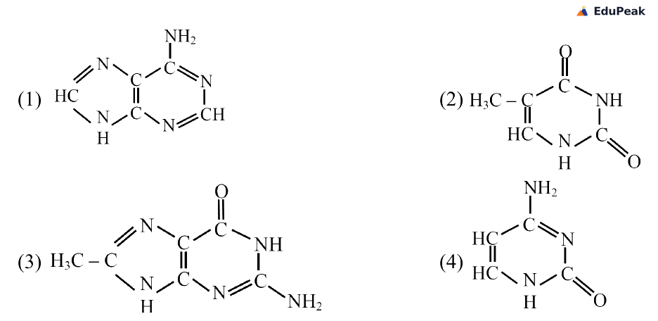 Four nitrogenous base structures labelled 1 to 4. Structure 1 is a purine ring bearing an amino group (adenine). Structure 2 is a pyrimidine ring with a methyl group and two carbonyl groups (thymine). Structure 3 is a purine ring drawn with a methyl group in place of guanine's usual substituents. Structure 4 is a pyrimidine ring with an amino group and one carbonyl group (cytosine).