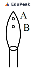 Outline drawing of a single flame rising from the mouth of a burner tube, drawn as a tall pointed shape with a narrow stem below it. Two small circles are marked one above the other inside the upper part of the flame. The upper circle is labelled A and the lower circle, a little way below it, is labelled B. No other feature, scale or colour is shown.